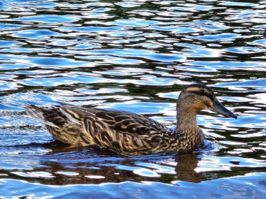 Şirin küçük ördek sıcak bir yaz gününü derin nehir suyunda geçirir. Arka planda çarpıcı kırsal manzara. 