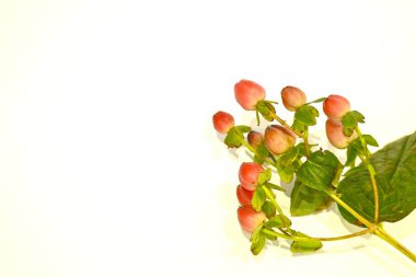 Beyaz arkaplana yerleştirilmiş muhteşem hiperikum böğürtlenleri, yakın çekim fotoğrafçılık. Kış çileği konsepti. 