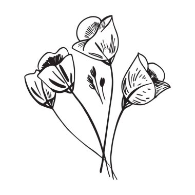 Beyaz arka planda canlı kırmızı gelincik çiçek vektör çizimi. Bu zarif ve detaylı tasarım çiçek temalı sanat, baskılar, kartlar veya dekorasyon projeleri için mükemmeldir..