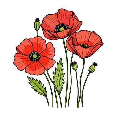 Beyaz arka planda canlı kırmızı gelincik çiçek vektör çizimi. Bu zarif ve detaylı tasarım çiçek temalı sanat, baskılar, kartlar veya dekorasyon projeleri için mükemmeldir..