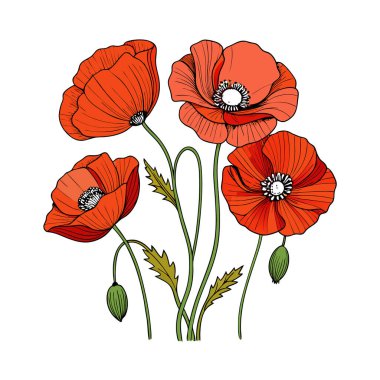 Beyaz arka planda canlı kırmızı gelincik çiçek vektör çizimi. Bu zarif ve detaylı tasarım çiçek temalı sanat, baskılar, kartlar veya dekorasyon projeleri için mükemmeldir..