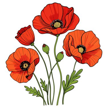 Beyaz arka planda canlı kırmızı gelincik çiçek vektör çizimi. Bu zarif ve detaylı tasarım çiçek temalı sanat, baskılar, kartlar veya dekorasyon projeleri için mükemmeldir..