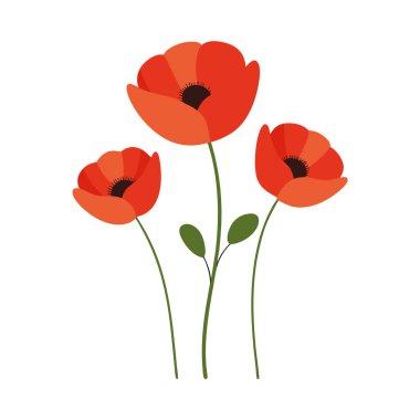 A vibrant red poppy flowers vector illustration on a white background. This elegant and detailed design is perfect for floral-themed art, prints, cards, or decoration projects.