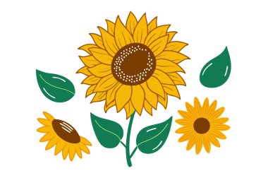 Klasik botanik tarzındaki bu yirmi ayçiçeği çizimi çiçek temalı tasarımlar için mükemmeldir. Projelerinize kırsal ve doğal bir cazibe katar..