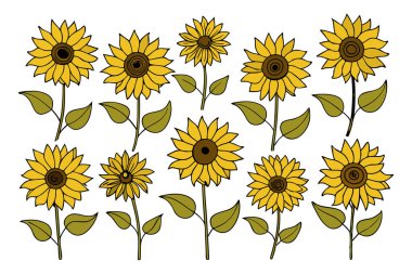 Klasik botanik tarzındaki bu yirmi ayçiçeği çizimi çiçek temalı tasarımlar için mükemmeldir. Projelerinize kırsal ve doğal bir cazibe katar..