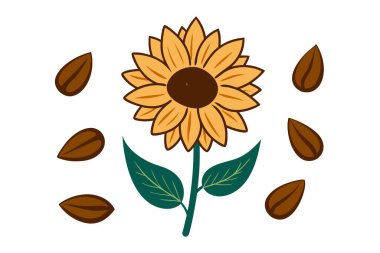 Klasik botanik tarzındaki bu yirmi ayçiçeği çizimi çiçek temalı tasarımlar için mükemmeldir. Projelerinize kırsal ve doğal bir cazibe katar..