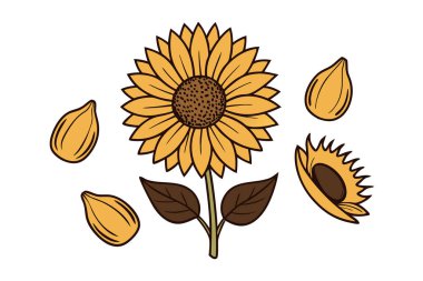 Klasik botanik tarzındaki bu yirmi ayçiçeği çizimi çiçek temalı tasarımlar için mükemmeldir. Projelerinize kırsal ve doğal bir cazibe katar..