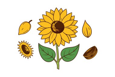 This set of twenty sunflower illustrations in a vintage botanical style is perfect for floral-themed designs, adding a rustic and natural charm to your projects. clipart