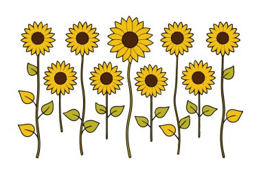 Klasik botanik tarzındaki bu yirmi ayçiçeği çizimi çiçek temalı tasarımlar için mükemmeldir. Projelerinize kırsal ve doğal bir cazibe katar..