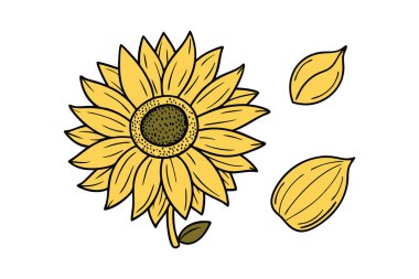 Klasik botanik tarzındaki bu yirmi ayçiçeği çizimi çiçek temalı tasarımlar için mükemmeldir. Projelerinize kırsal ve doğal bir cazibe katar..