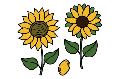 Klasik botanik tarzındaki bu yirmi ayçiçeği çizimi çiçek temalı tasarımlar için mükemmeldir. Projelerinize kırsal ve doğal bir cazibe katar..