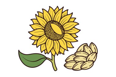 Klasik botanik tarzındaki bu yirmi ayçiçeği çizimi çiçek temalı tasarımlar için mükemmeldir. Projelerinize kırsal ve doğal bir cazibe katar..