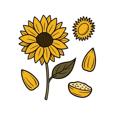 Klasik botanik tarzındaki bu yirmi ayçiçeği çizimi çiçek temalı tasarımlar için mükemmeldir. Projelerinize kırsal ve doğal bir cazibe katar..