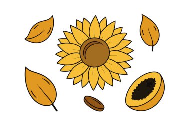 Klasik botanik tarzındaki bu yirmi ayçiçeği çizimi çiçek temalı tasarımlar için mükemmeldir. Projelerinize kırsal ve doğal bir cazibe katar..