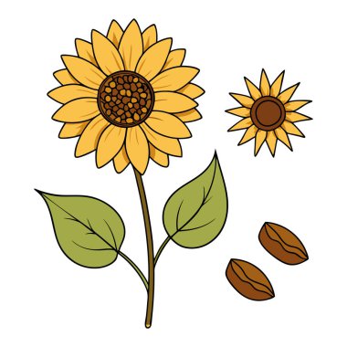 Klasik botanik tarzındaki bu yirmi ayçiçeği çizimi çiçek temalı tasarımlar için mükemmeldir. Projelerinize kırsal ve doğal bir cazibe katar..