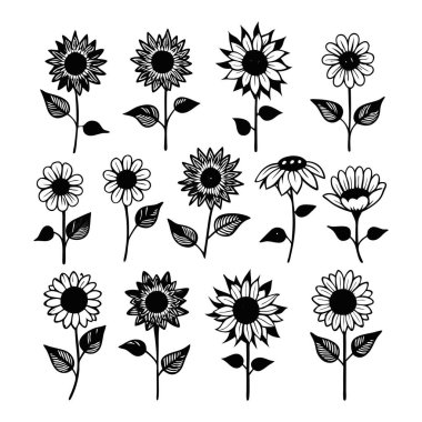 Klasik botanik tarzındaki bu yirmi ayçiçeği çizimi çiçek temalı tasarımlar için mükemmeldir. Projelerinize kırsal ve doğal bir cazibe katar..