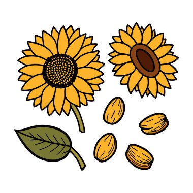 Klasik botanik tarzındaki bu yirmi ayçiçeği çizimi çiçek temalı tasarımlar için mükemmeldir. Projelerinize kırsal ve doğal bir cazibe katar..