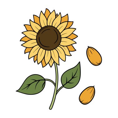 Klasik botanik tarzındaki bu yirmi ayçiçeği çizimi çiçek temalı tasarımlar için mükemmeldir. Projelerinize kırsal ve doğal bir cazibe katar..