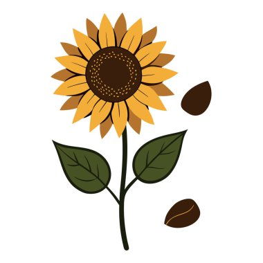 Klasik botanik tarzındaki bu yirmi ayçiçeği çizimi çiçek temalı tasarımlar için mükemmeldir. Projelerinize kırsal ve doğal bir cazibe katar..