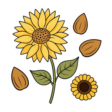 Klasik botanik tarzındaki bu yirmi ayçiçeği çizimi çiçek temalı tasarımlar için mükemmeldir. Projelerinize kırsal ve doğal bir cazibe katar..