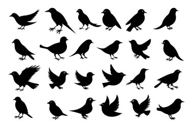 Vektör formatında uçan kuş siluetlerinin şık bir koleksiyonu. Dijital tasarım, dövmeler, baskılar ve doğa temalı projeler için mükemmel. Çeşitli türleri ve pozları içerir.