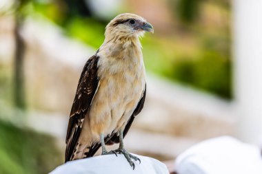 Şahin Macaws Manuel Antonio Kosta Rika