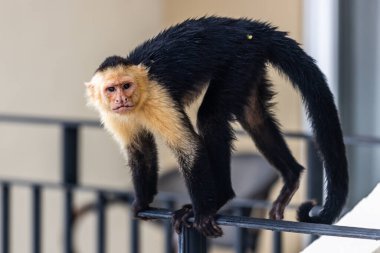 Capuchin Maymun Manuel Antonio Kosta Rika