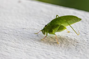 Katyy uzun boynuzlu çekirge çalısı kriketi Tettigoniidae