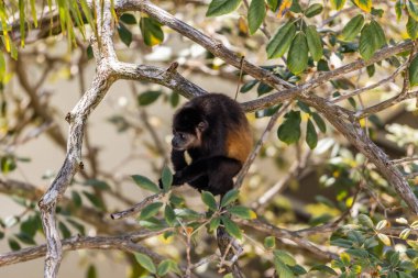 Uluyan Maymun Manuel Antonio Kosta Rika