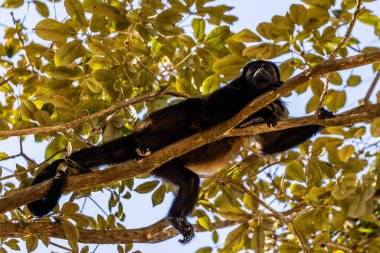 Uluyan Maymun Manuel Antonio Kosta Rika