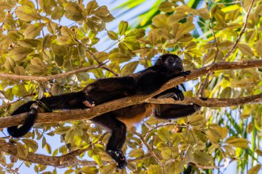 Uluyan Maymun Manuel Antonio Kosta Rika