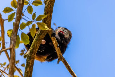 Uluyan Maymun Manuel Antonio Kosta Rika