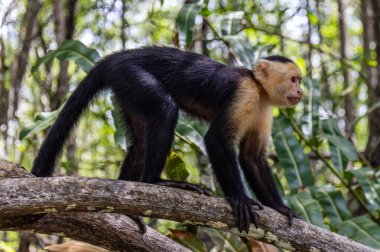 Capuchin Maymun Manuel Antonio Kosta Rika