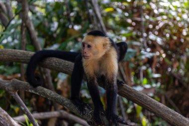 Capuchin Maymun Manuel Antonio Kosta Rika