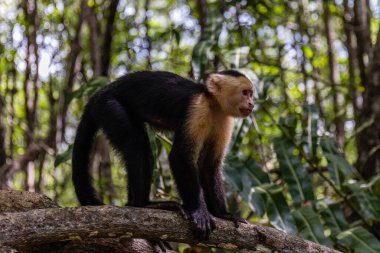 Capuchin Maymun Manuel Antonio Kosta Rika