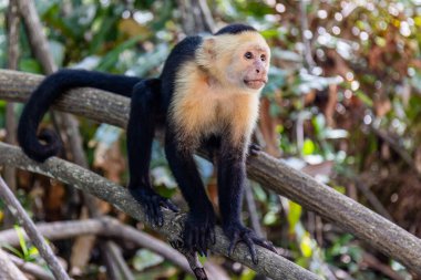 Capuchin Maymun Manuel Antonio Kosta Rika