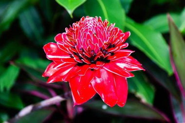 Helikonyalar, Kosta Rika 'da sıcak ve nemli iklimde gelişen büyük boy çiçeklerin tipik bir örneğidir. Helikoniler de dahil olmak üzere en büyük ve en sağlam çiçekler kuşlar ve yarasalar tarafından tozlaştırılır.