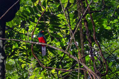 Lattice Tailed Trogon, soluk gözlü tek Trogon 'dur. Kuyruğun alt kısmı, gri, siyah ve beyaz renkli karmaşık bir engel teşkil eder. Örgü Kuyruklu Trogon Kosta Rika ve Batı Panama 'ya özgüdür..