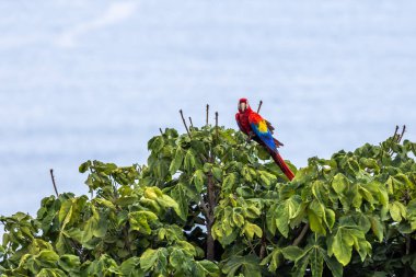 Scarlett MacawNsting ve 300 ya da daha fazla kolonide yaşayan kızıl papağan inanılmaz bir kuş gözlemciliği yapıyor. Bu son derece sosyal papağanlar merkez bölgeye eşit olarak dağıtılır.