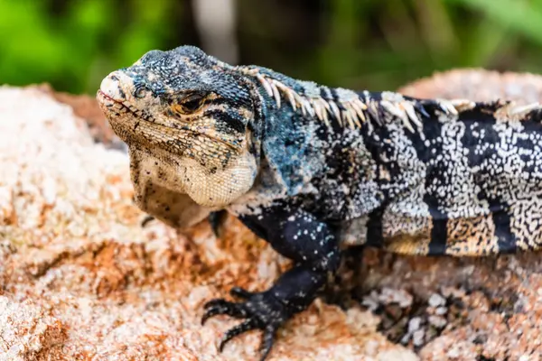 İguana Makaws Manuel Antonio Kosta Rika