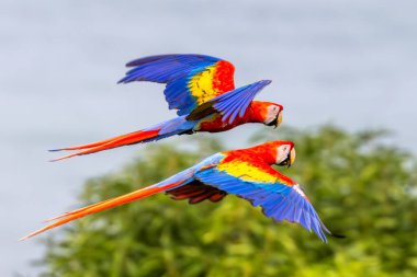 Kırmızı papağan, Amerika 'nın nemli ve yemyeşil ormanlarına özgü büyük sarı, kırmızı ve mavi bir papağandır..