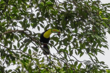 Tukanlar, Ramphastidae familyasından Neotropik kuşlardır. Ramphastidae, Toucan barbeküleriyle en yakın akrabadır. Parlak bir şekilde işaretlenmişlerdir ve büyük, genellikle renkli banknotları vardır. Ailede beş cins ve 40 'tan fazla farklı tür bulunur.