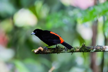 Siyah ve Kırmızı Kosta Rika