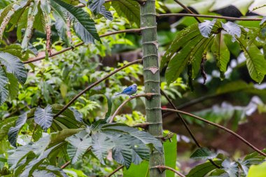 Mavi-gri tanger, Thraupidae familyasından orta büyüklükte bir Güney Amerika ötücü kuşudur. Menzili Meksika 'dan güneydoğuya, Bolivya' nın kuzeydoğusuna ve Brezilya 'nın kuzeyine, Amazon Havzası' nın tamamına kadar uzanır..