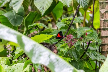 Kırmızı yakalı tanger küçük bir Orta Amerika ötücü kuşudur.. 