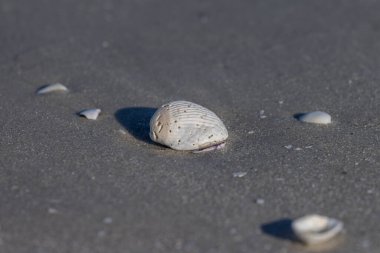 Siyah Kum Üzerinde Kabuklar
