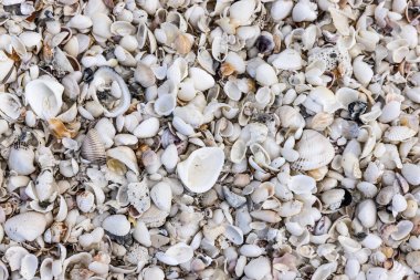 Marco Adası 'nın Florida sahilinde deniz kabukları.