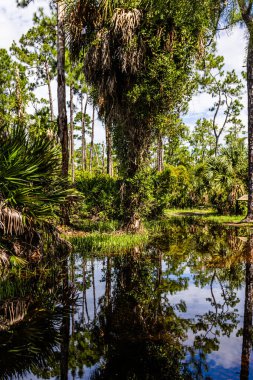 Florida Everglades 'te Bataklık ve Ağaçlar