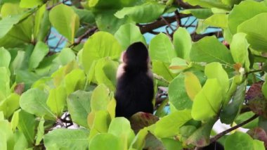 Capuchin Maymun Manuel Antonio Kosta Rika