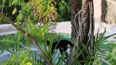 Capuchin Maymun Manuel Antonio Kosta Rika